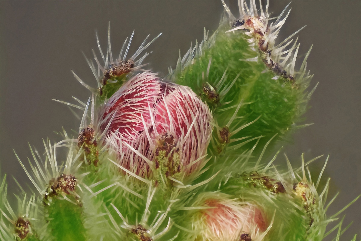 2014-08-10_01.12_239j_ZSP_Lu25_5_40s-k1_3.jpg