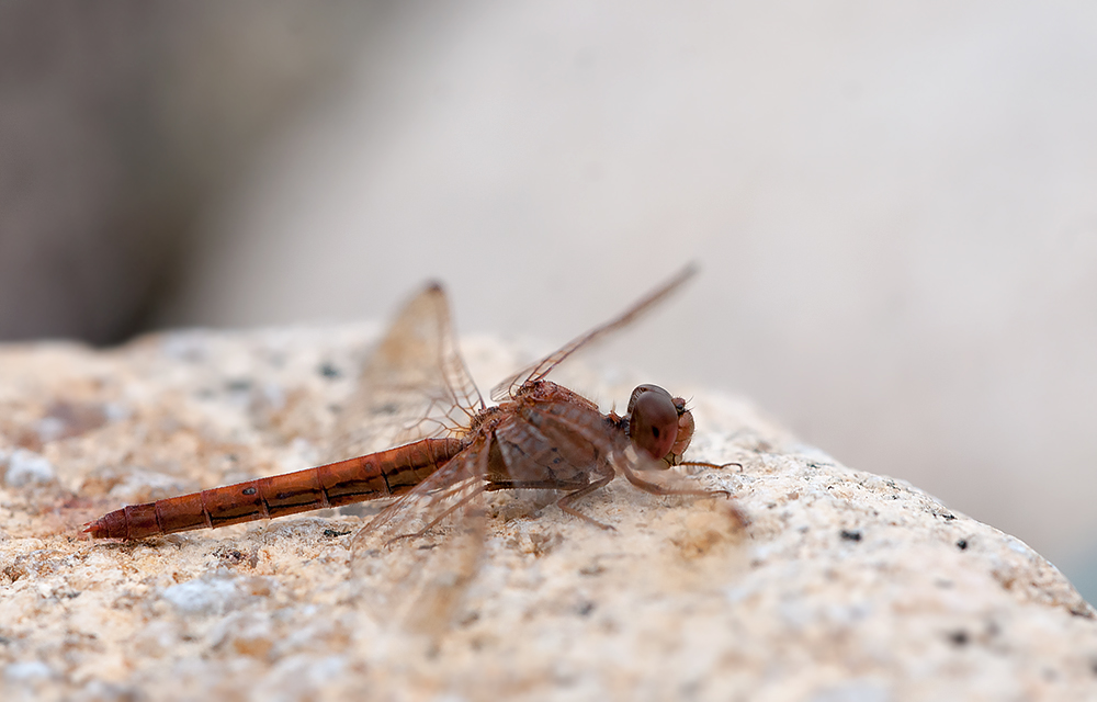DSC_1356.jpg