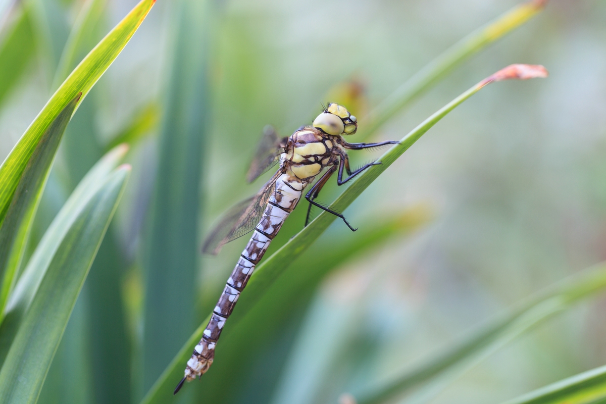 comp_ks09. August 20142059-2.jpg