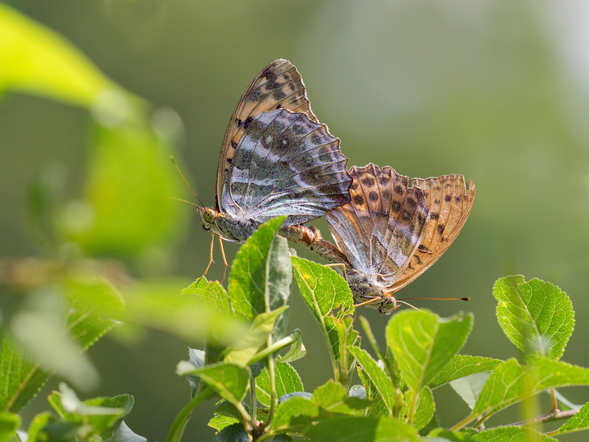 Argynnis-paphia-OG318127.jpg