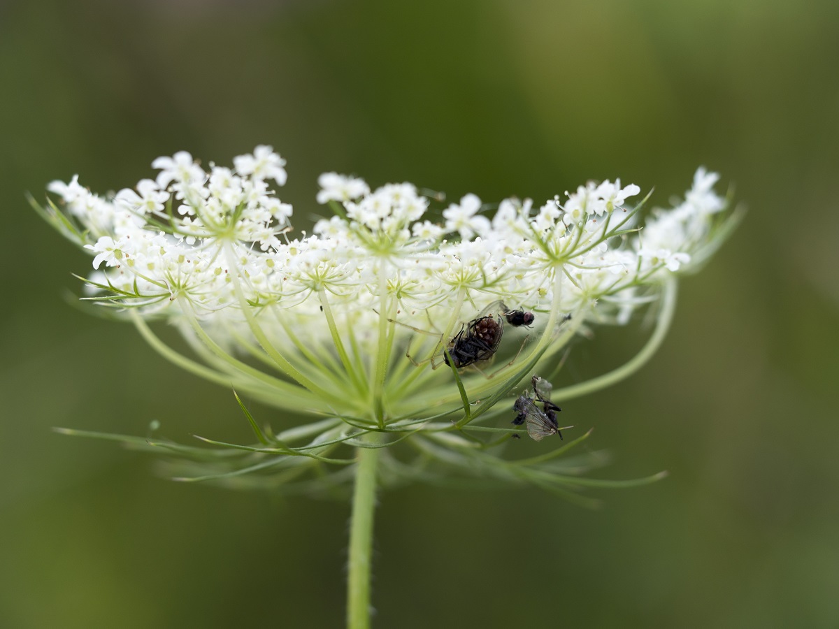 Dokumentname-20140813-vrtk.jpg