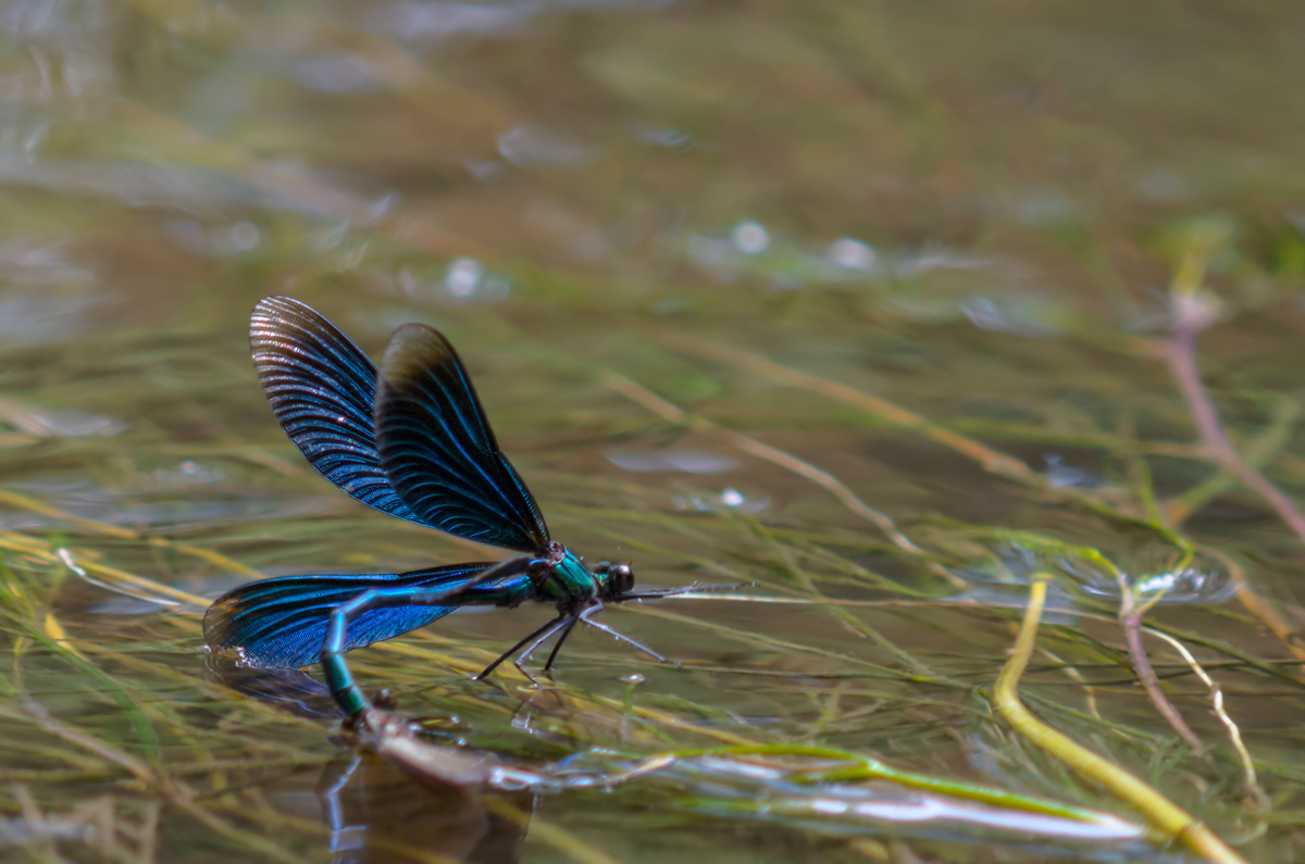 DSC_0360-1_filtered.jpg