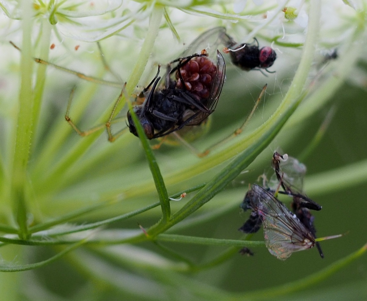 P7313638-zugeschnitten Fliege.jpg