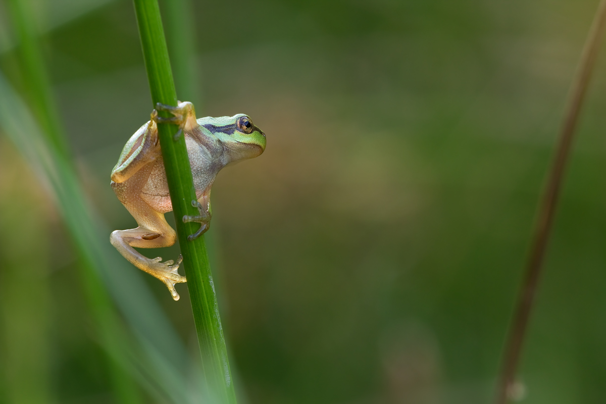 IMG_4312_9.0_1.6_200_Laubfrosch_Betz.jpg