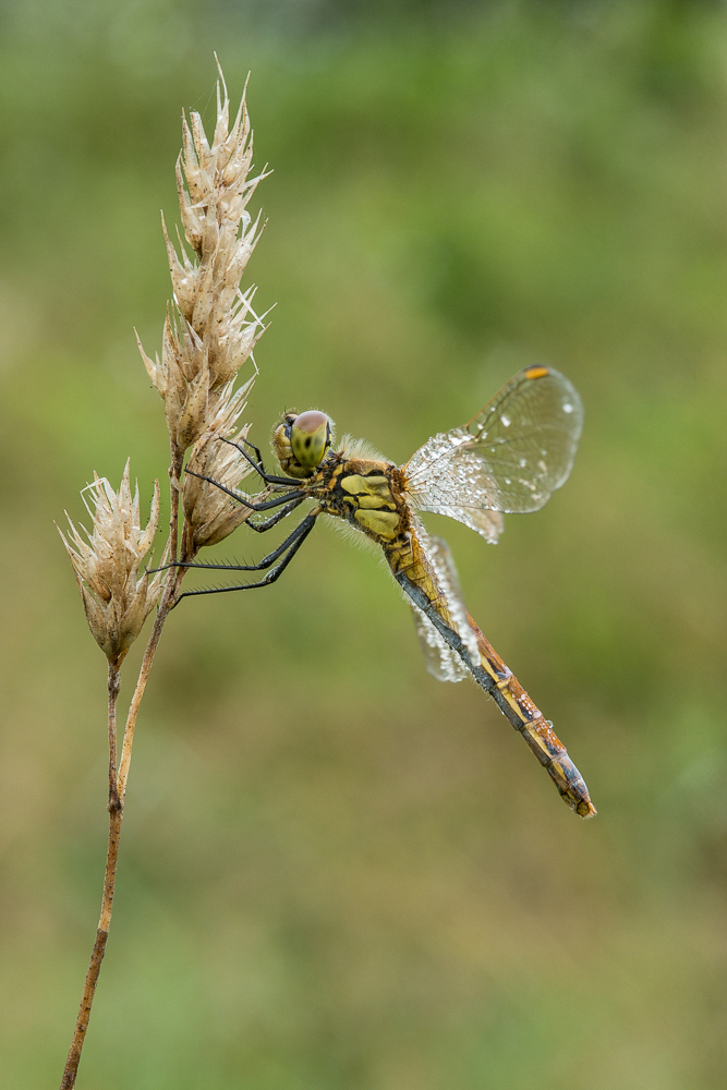 20140815-20140815-DSC05574-3.jpg