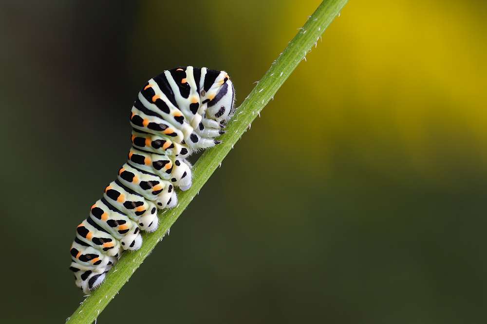Schwalbenraupe150web.jpg