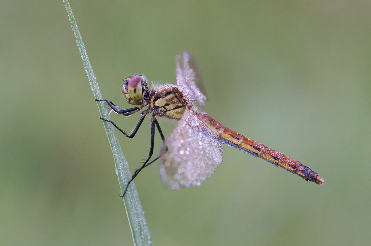 20140823-20140823-DSC04748.jpg