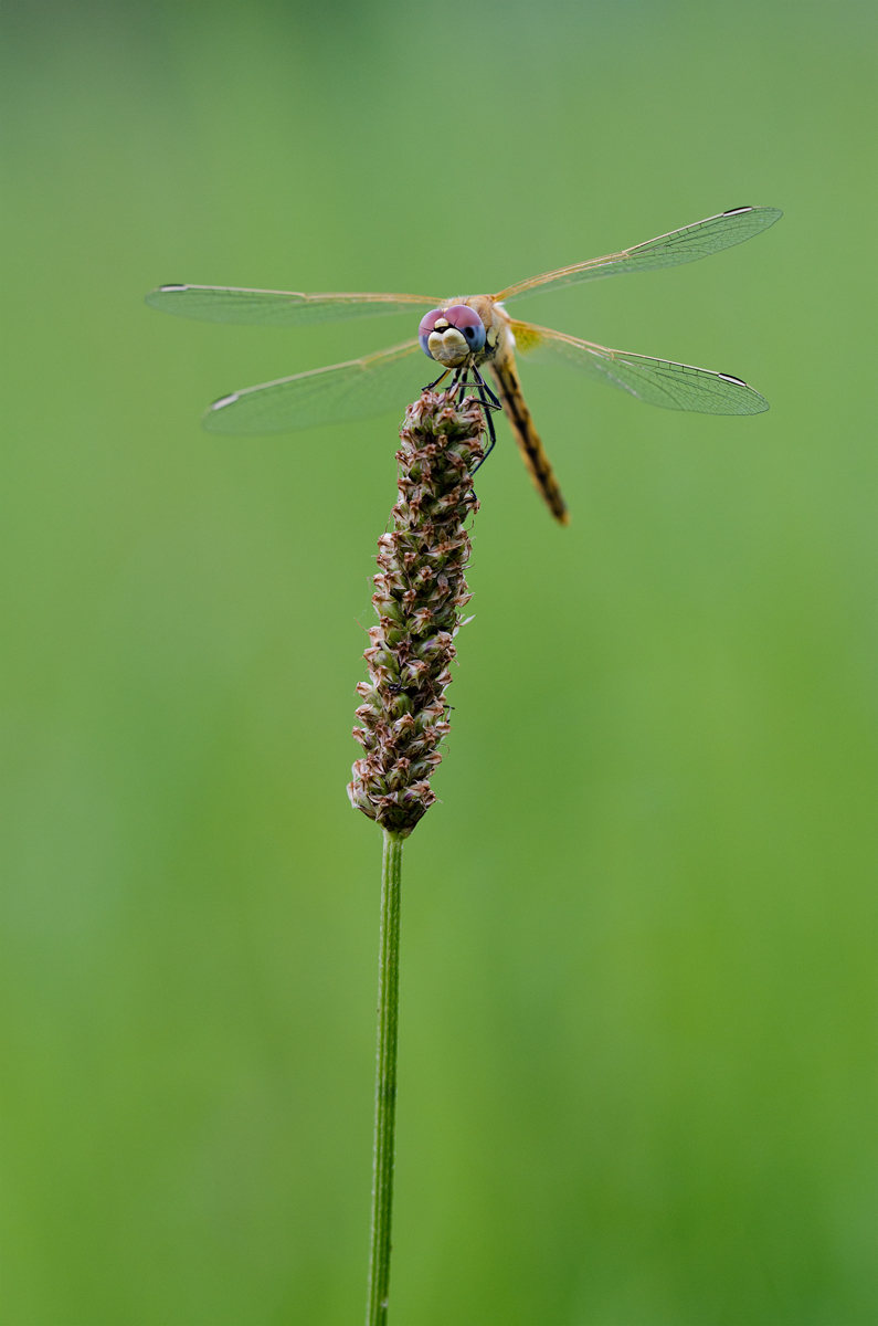 Frühe Heidelibelle.jpg