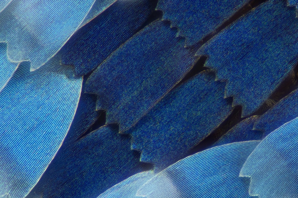 03242_D7100_Nikon60_60zu1_Morpho_00005.JPG