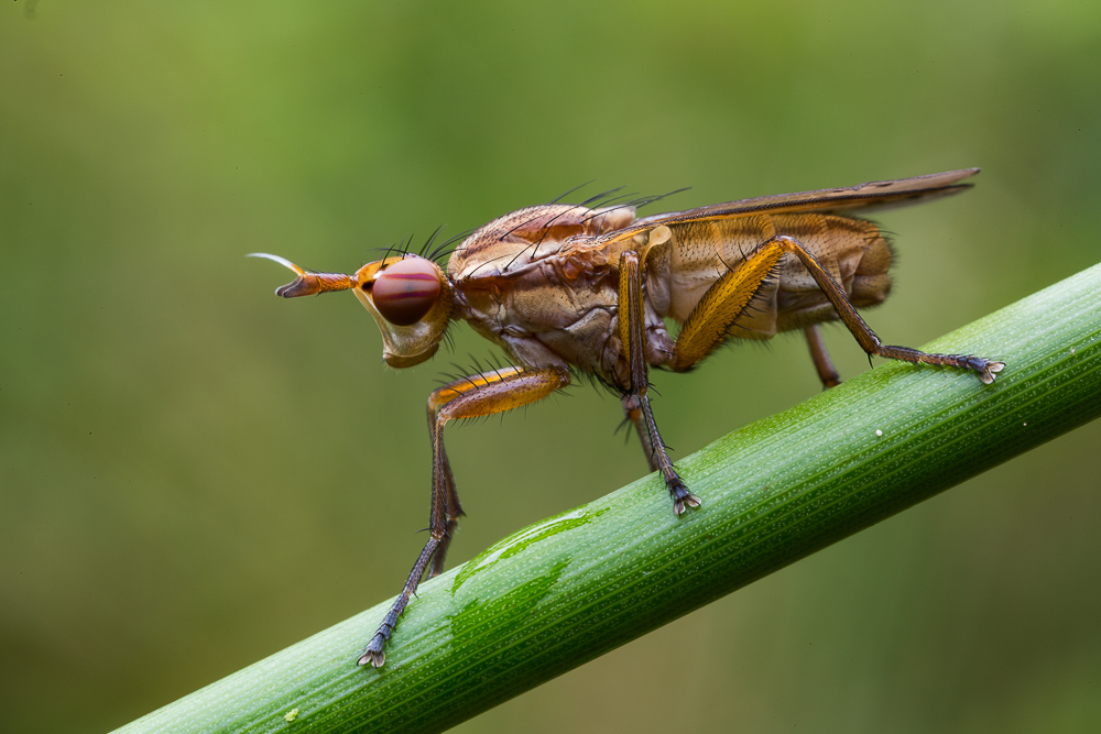 Hornfliege 011 (1 von 1).jpg