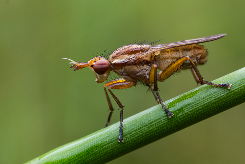 Hornfliege 010 (1 von 1).jpg