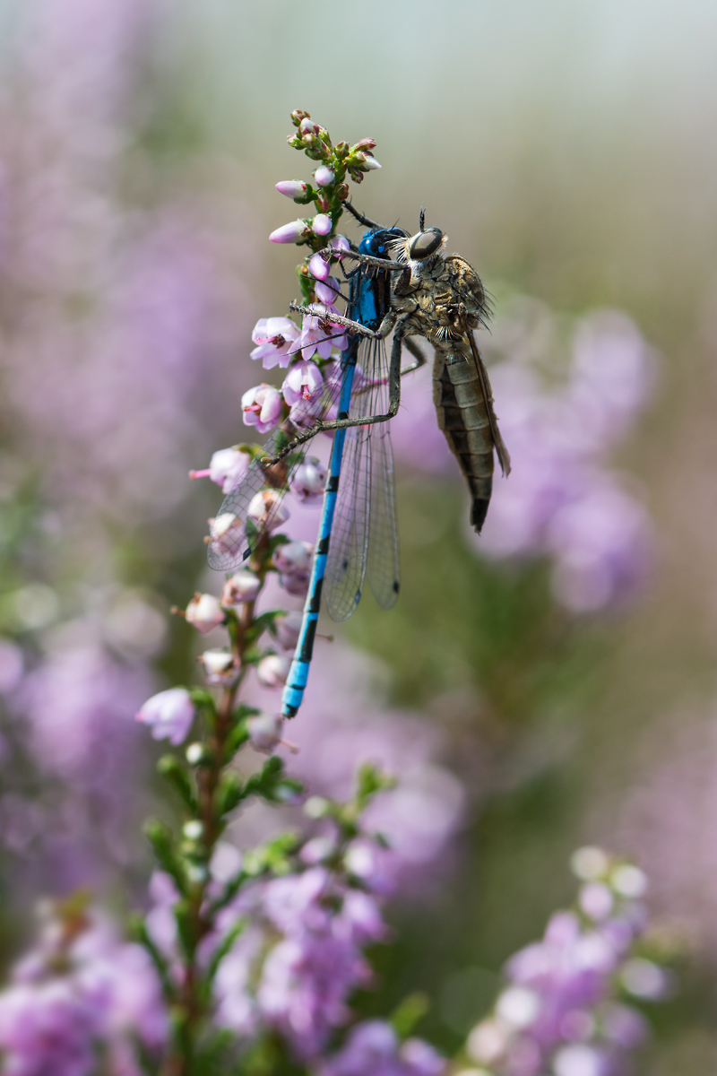 Mir-20140804-3956.jpg