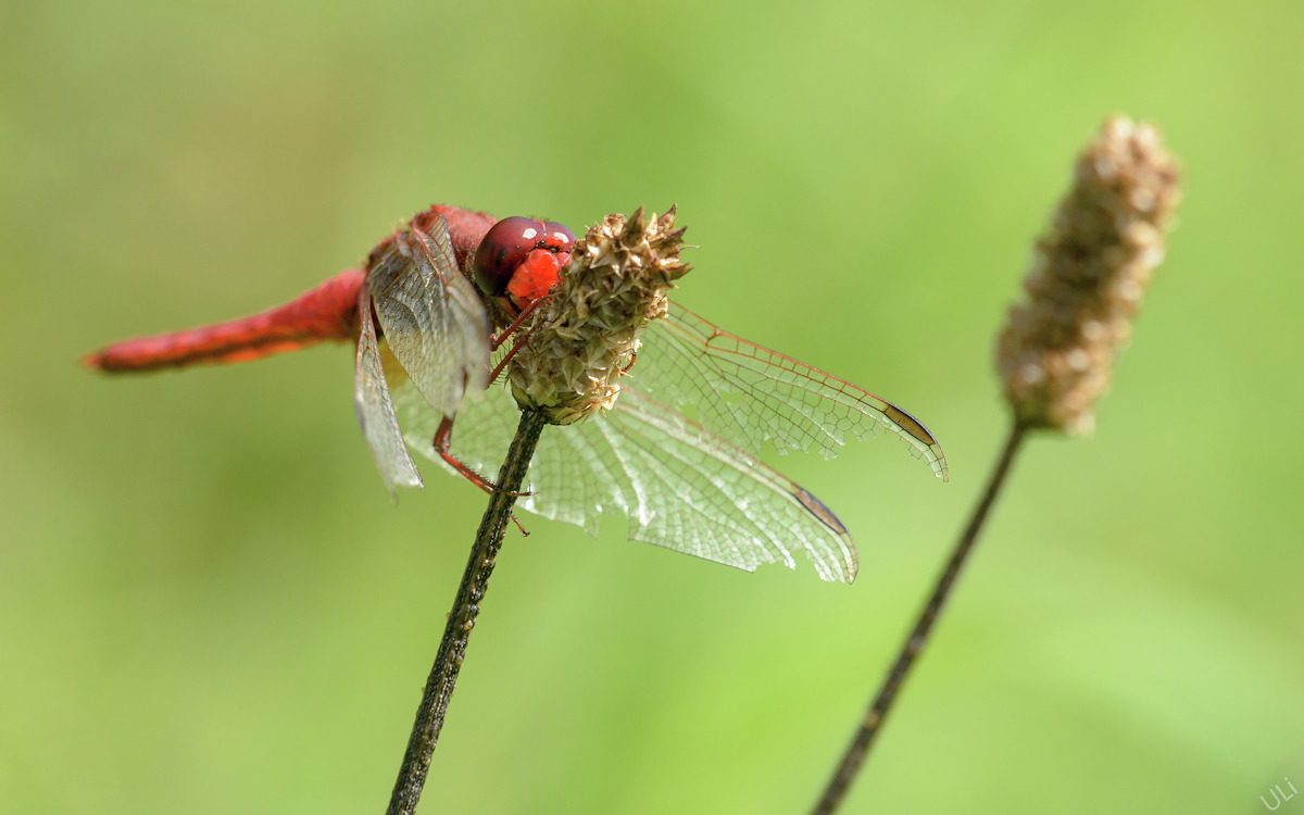 D5100_10781-2_1200x750.jpg