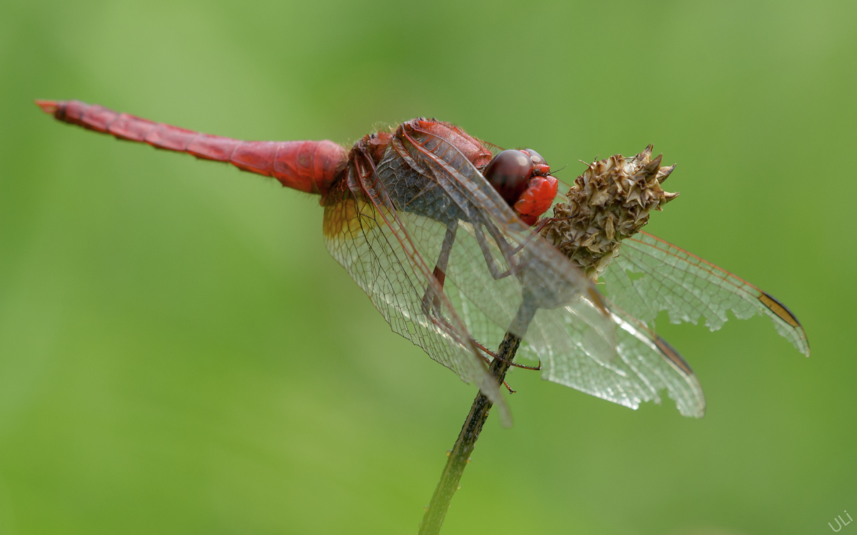 D5100_10829_1200x750.jpg
