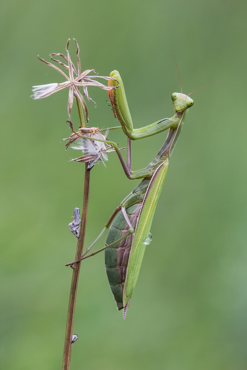mantis-IMG_8812.jpg