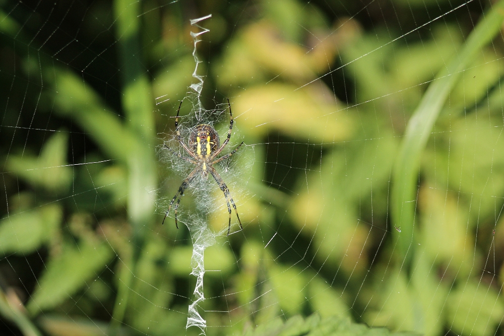 Spider.jpg