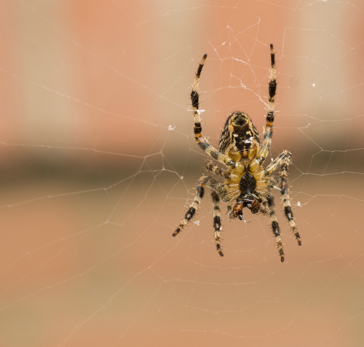 comp_DSC071881.jpg