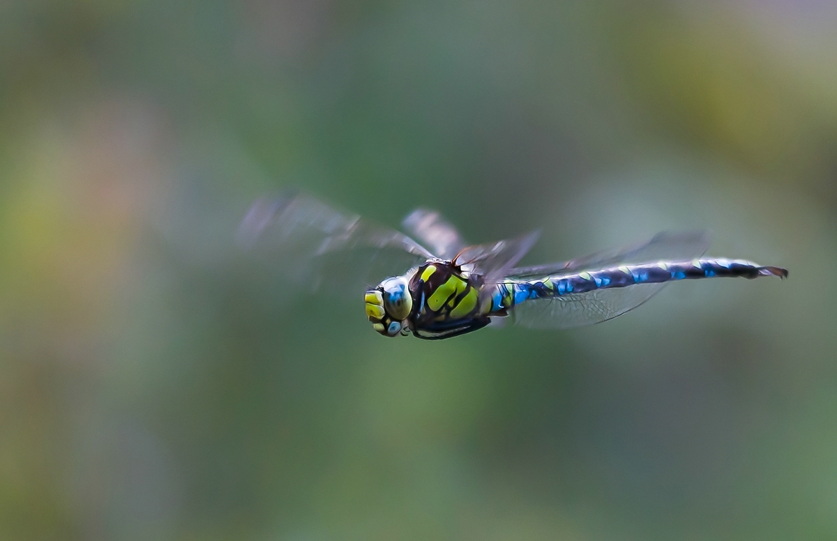 comp_ks02. September 20141307-3.jpg