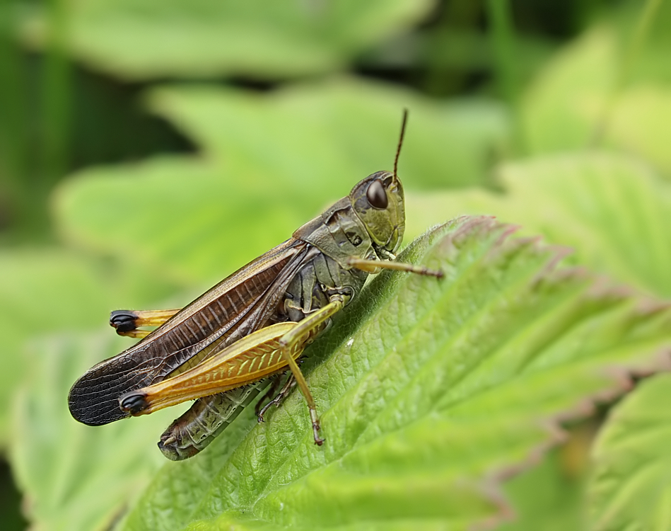 P7221349_Stauroderus_F1000.jpg