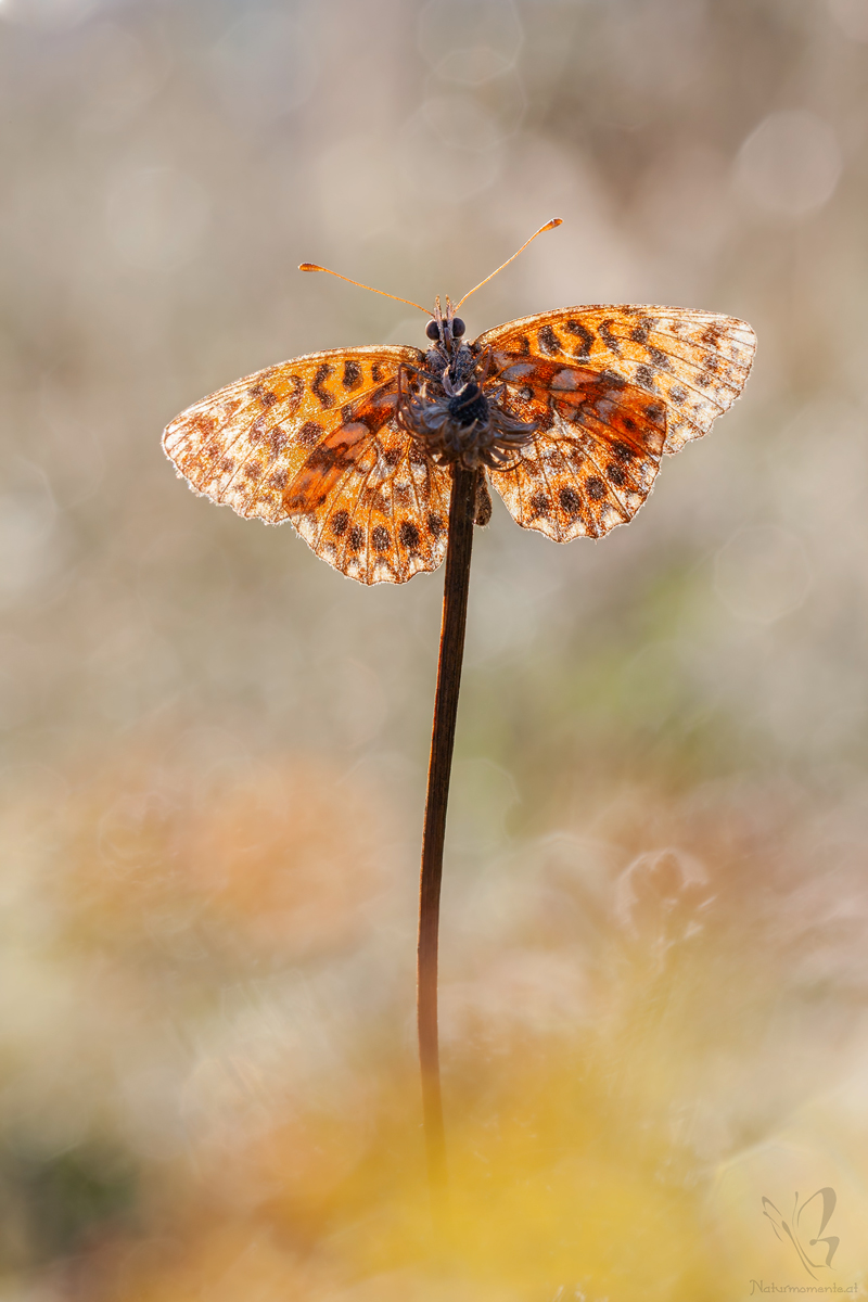Boloria_dia-Magerrasen-Perlmuttfalter_6P4V7131_MF.jpg