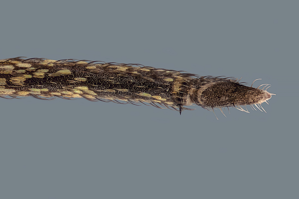 2014-09-06-19.17.44 ZS PMax.jpg