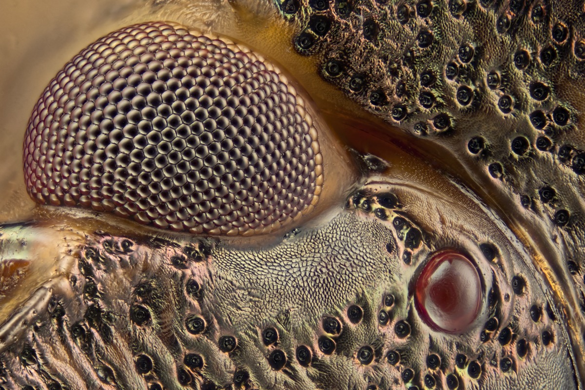03250_D7100_Reichert10_131_Pentatoma_rufipes_0003.JPG