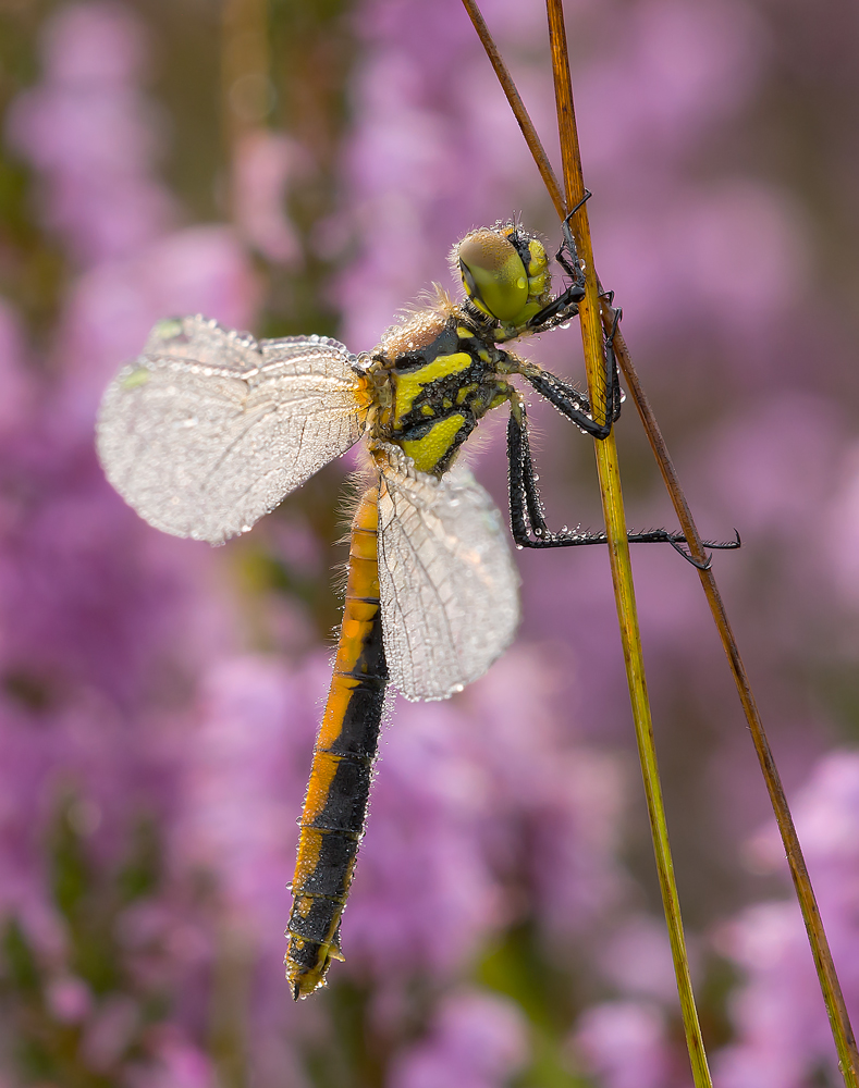 Libelle_Venn03a_2014web.jpg