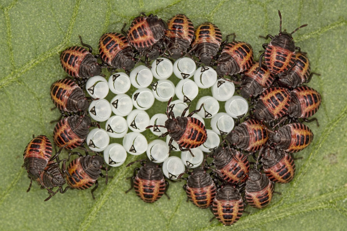 03254_D7100_Nikon105_f11_1zu1_Halyomorpha_halys.JPG