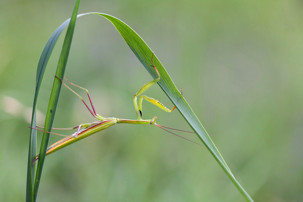 IMG_4297Mantis.JPG