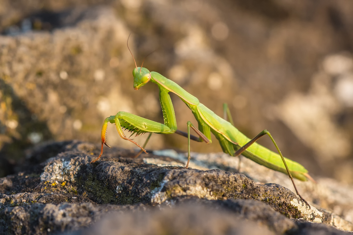 Mantis5.jpg