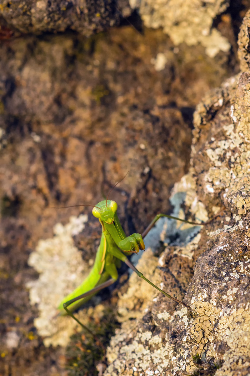 Mantis6.jpg