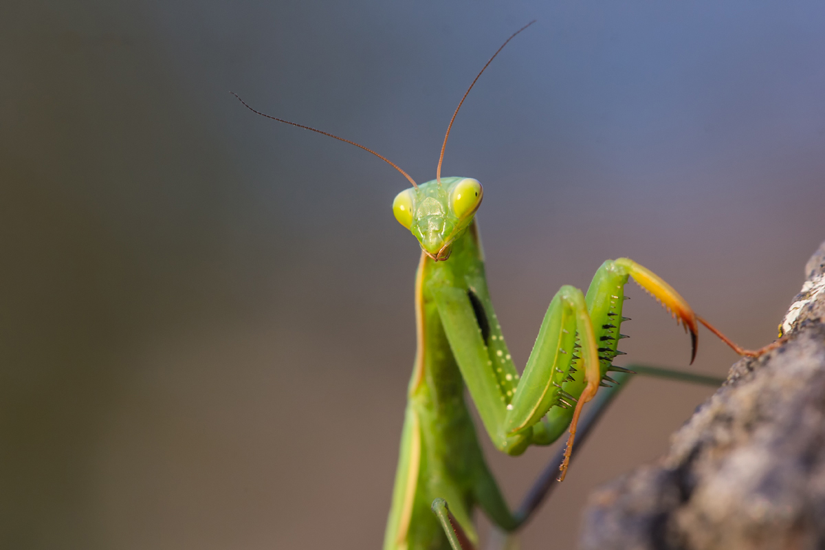 Mantis4.jpg