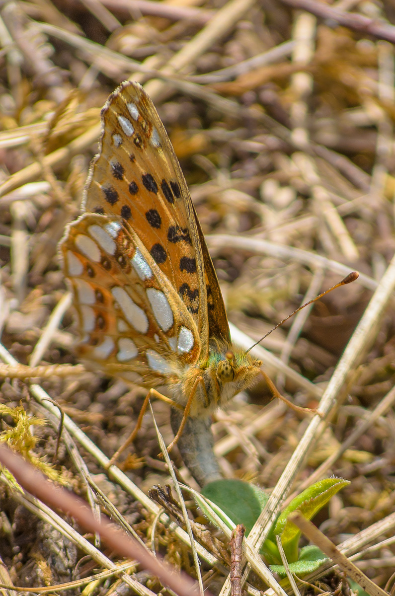 DSC_0341-1_filtered-1200.JPG