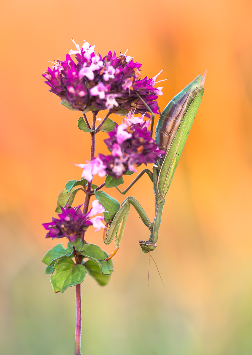 20140923-_DSC8059-9.jpg