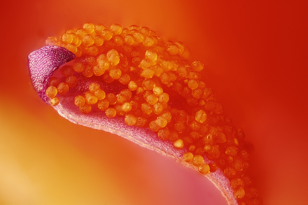 Geranie, Staubfaden mit Pollen k.jpg