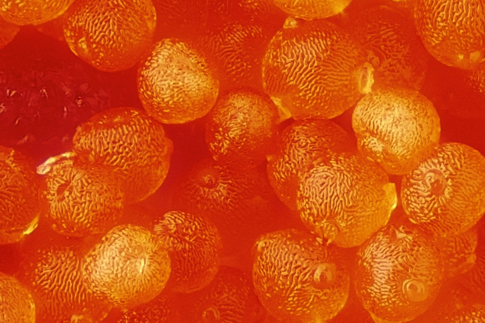 Geranie, Staubfaden mit Pollen 100%.jpg