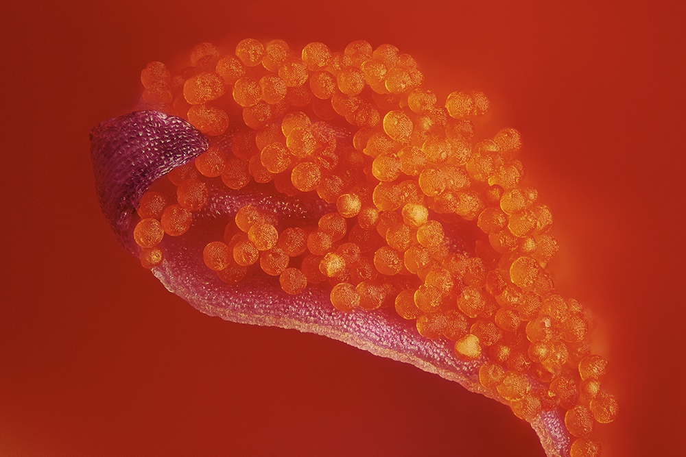 Geranie, Pollen, ein Blitz k.jpg