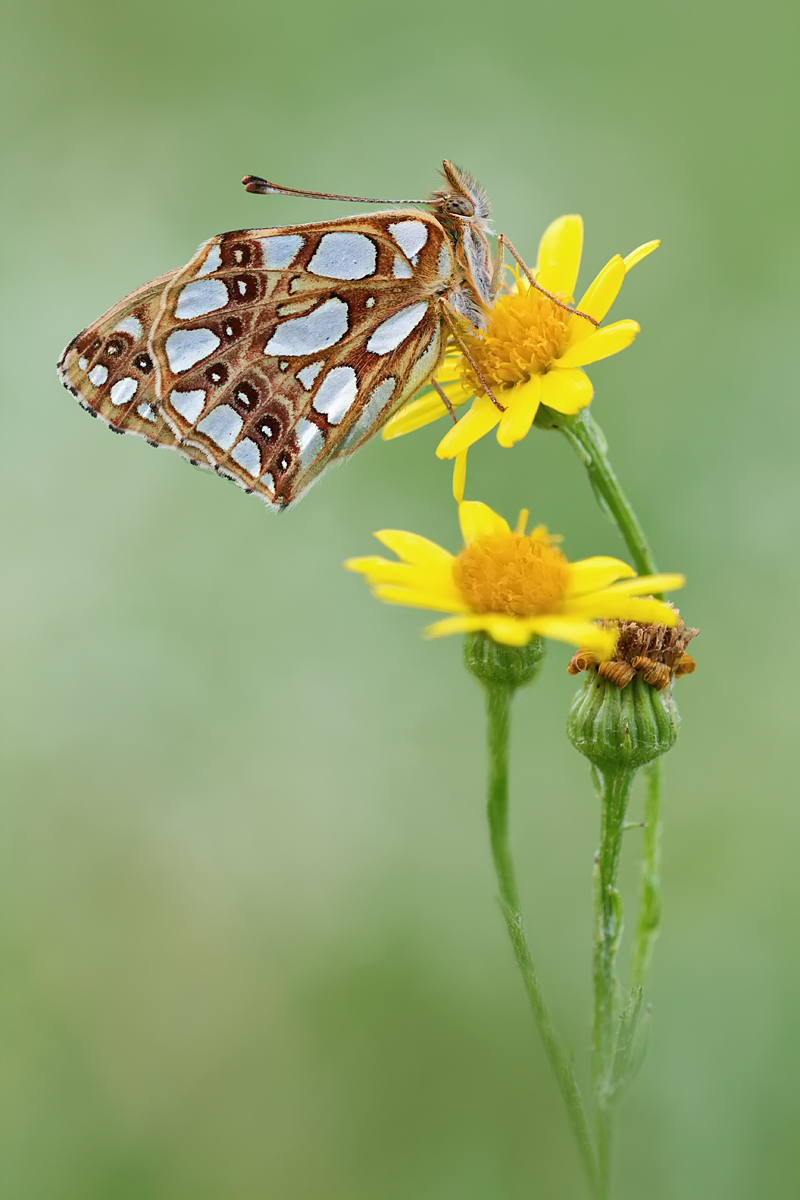großer Perlmuttfalter.jpg