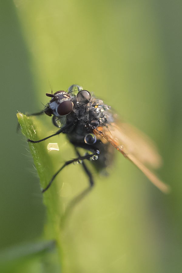 Fliege mit Tau 01 klein.jpg