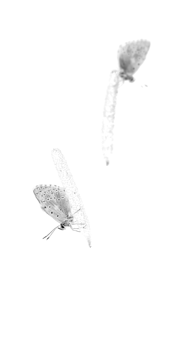 20140712_0141-IR-HF.jpg
