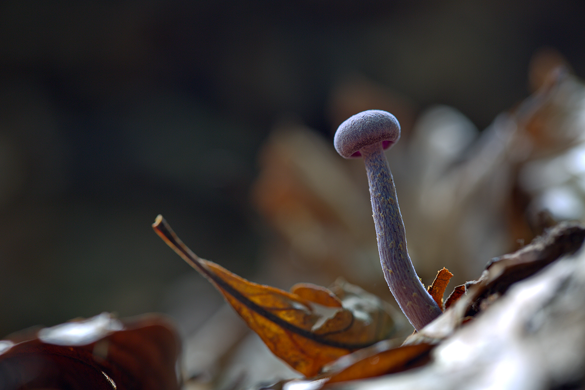 Pilz-1-1200px.jpg