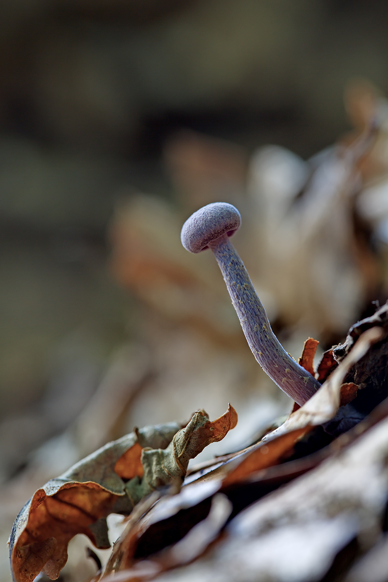 Pilz-1200-px.jpg