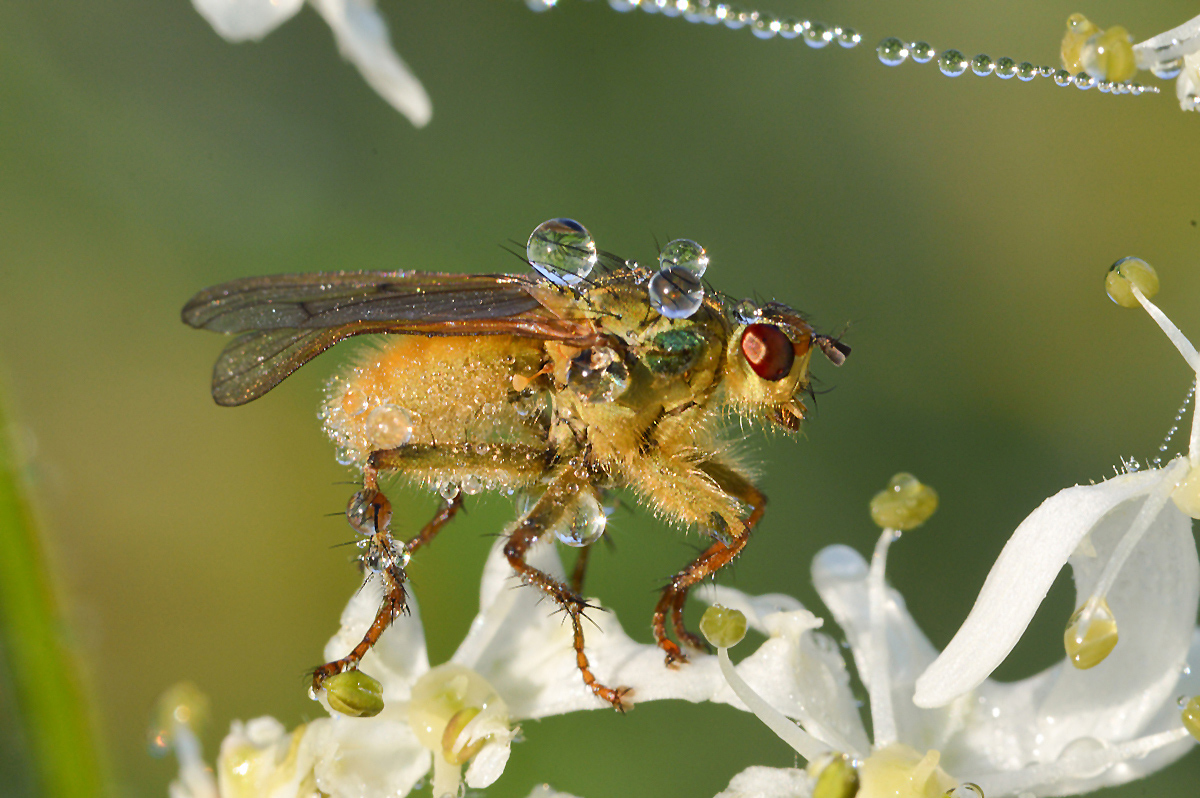 Fliege05-1200x800.jpg