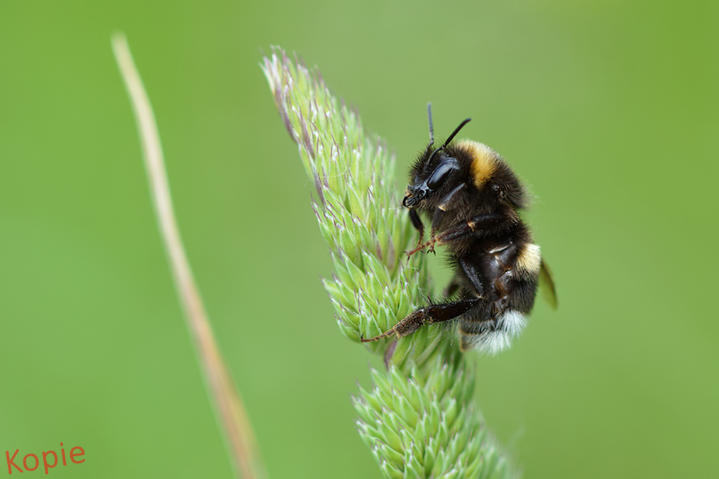 Kopie_Matthias_Hummel.jpg