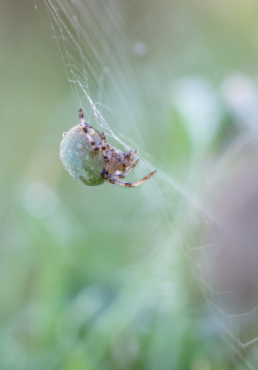 IMG_2728_Vierfleck_Kreuzspinne.jpg