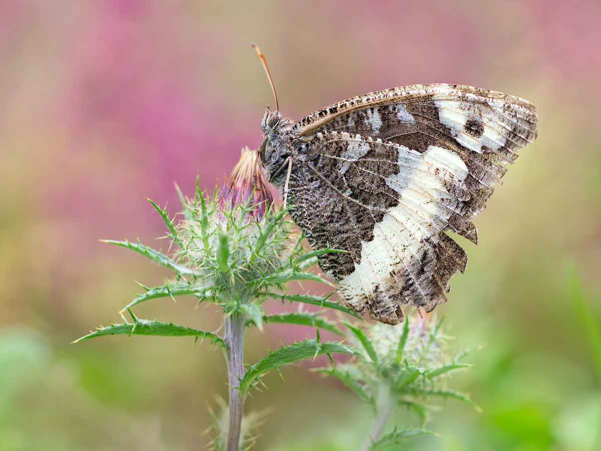 Brintesia-circe-OG102277.jpg