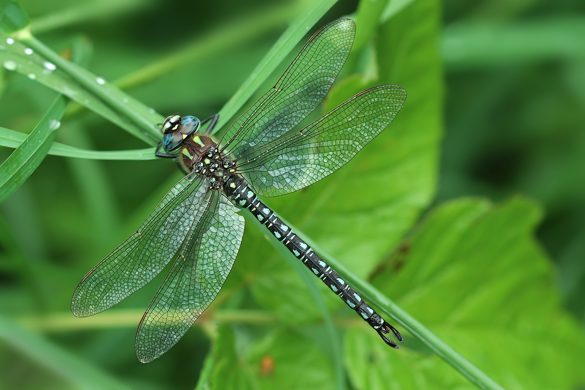 Brachytron pratense_m_IMG_4446a.jpg