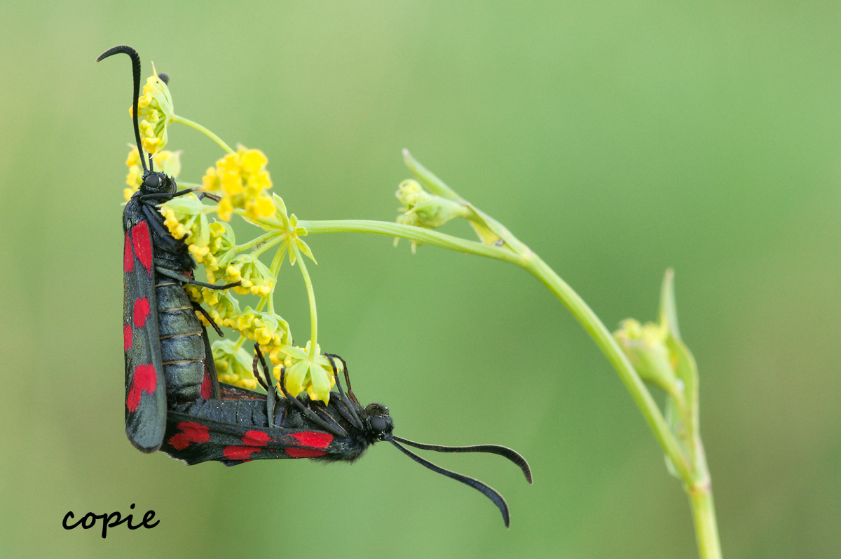 widderchen_9844_507 Kopie.jpg