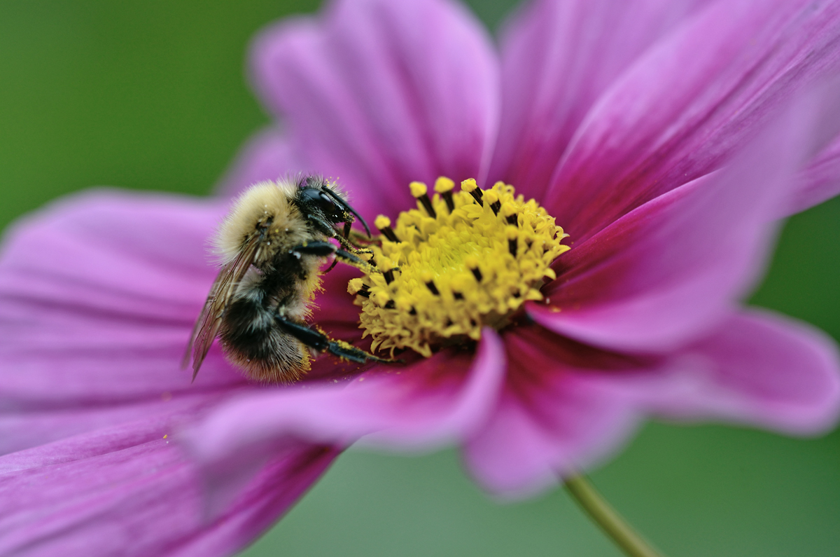 Cosmea.jpg