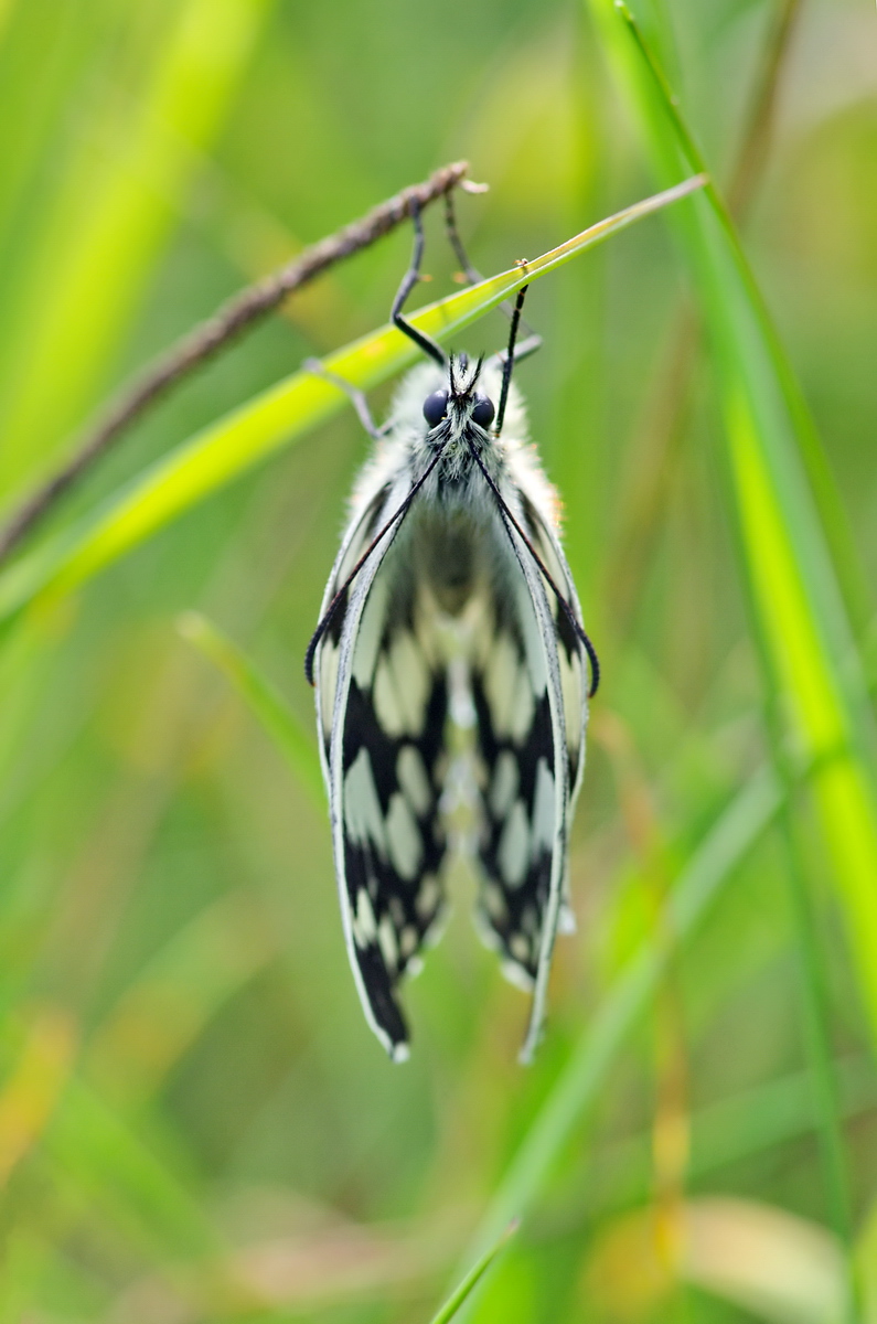 2014_10_16_Schachbrettfalter_02.jpg